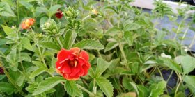 Potentilla 'Arc-en- Ciel' Hanhikki